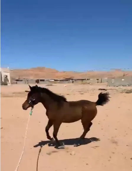 مهره كميت خط جمال عمر 6 أشهر